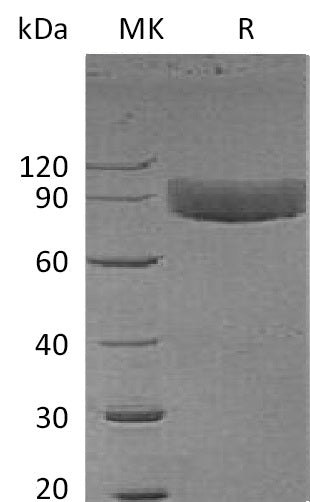 BL-0159NP: Greater than 95% as determined by reducing SDS-PAGE. (QC verified)