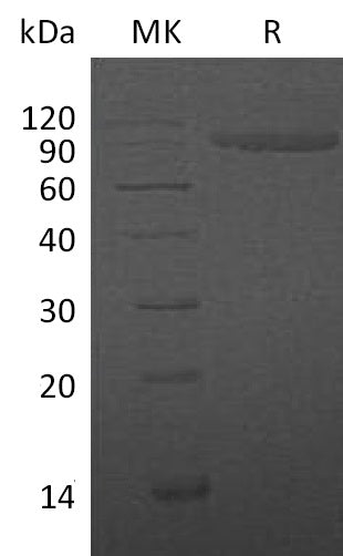 BL-0160NP: Greater than 95% as determined by reducing SDS-PAGE. (QC verified)