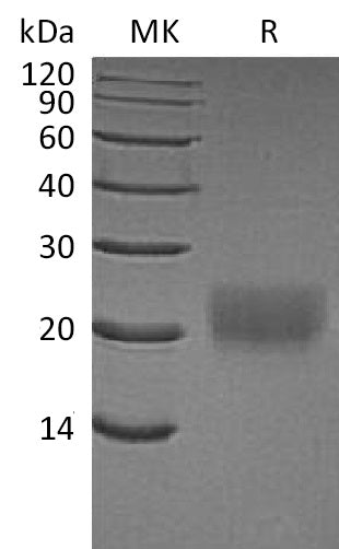 BL-0320NP: Greater than 95% as determined by reducing SDS-PAGE. (QC verified)