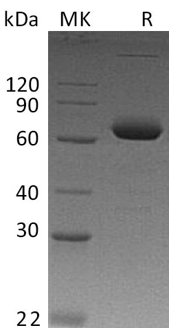 BL-0102NP: Greater than 95% as determined by reducing SDS-PAGE. (QC verified)