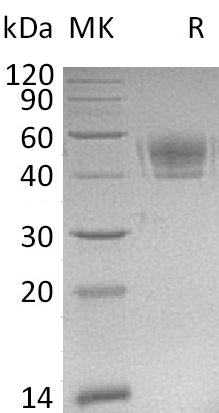 BL-0977NP: Greater than 95% as determined by reducing SDS-PAGE. (QC verified)