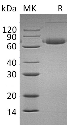 BL-0107NP: Greater than 95% as determined by reducing SDS-PAGE. (QC verified)