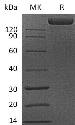 BL-0106NP: Greater than 90% as determined by reducing SDS-PAGE. (QC verified)