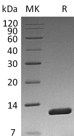 BL-1906NP: Greater than 95% as determined by reducing SDS-PAGE. (QC verified)