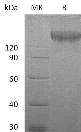 BL-0105NP: Greater than 95% as determined by reducing SDS-PAGE. (QC verified)