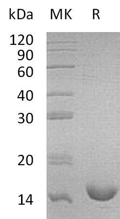 BL-0983NP: Greater than 95% as determined by reducing SDS-PAGE. (QC verified)