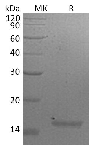 BL-1907NP: Greater than 95% as determined by reducing SDS-PAGE. (QC verified)