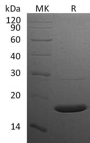 BL-0987NP: Greater than 95% as determined by reducing SDS-PAGE. (QC verified)