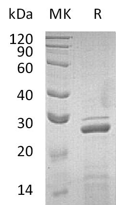 BL-1909NP: Greater than 95% as determined by reducing SDS-PAGE. (QC verified)