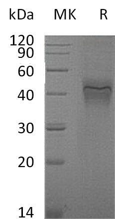 BL-0992NP: Greater than 95% as determined by reducing SDS-PAGE. (QC verified)