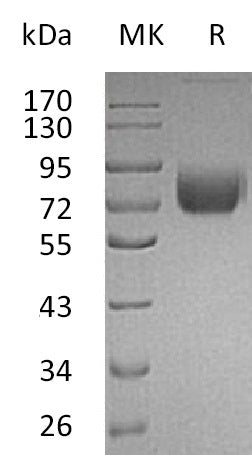 BL-0112NP: Greater than 95% as determined by reducing SDS-PAGE. (QC verified)