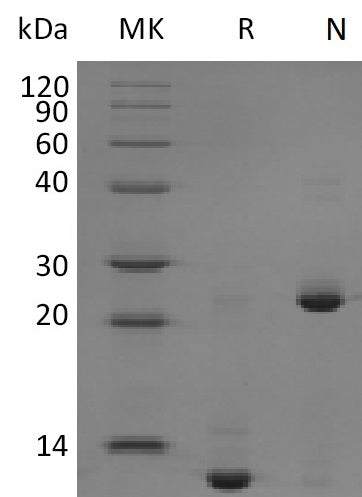 BL-1912NP: Greater than 95% as determined by reducing SDS-PAGE. (QC verified)