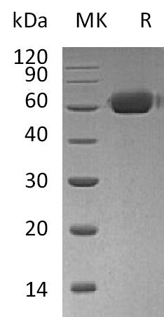 BL-0229NP: Greater than 95% as determined by reducing SDS-PAGE. (QC verified)