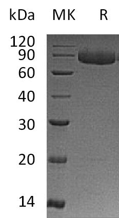 BL-2551NP: Greater than 95% as determined by reducing SDS-PAGE. (QC verified)