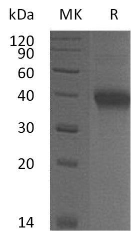 BL-0995NP: Greater than 95% as determined by reducing SDS-PAGE. (QC verified)