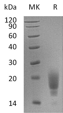 BL-0996NP: Greater than 95% as determined by reducing SDS-PAGE. (QC verified)