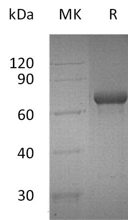 BL-0115NP: Greater than 95% as determined by reducing SDS-PAGE. (QC verified)