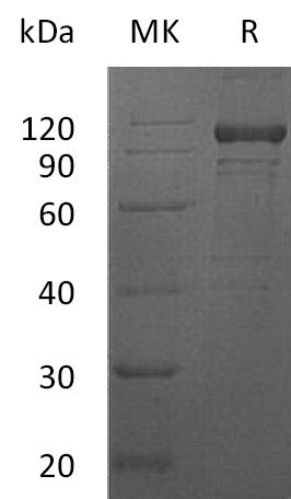 BL-0113NP: Greater than 90% as determined by reducing SDS-PAGE. (QC verified)