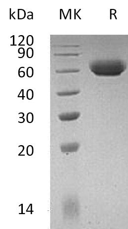 BL-0997NP: Greater than 95% as determined by reducing SDS-PAGE. (QC verified)