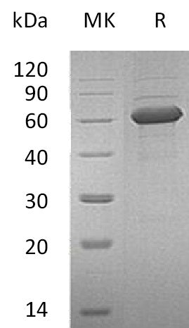 BL-0114NP: Greater than 95% as determined by reducing SDS-PAGE. (QC verified)