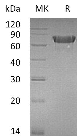 BL-0012NP: Greater than 95% as determined by reducing SDS-PAGE. (QC verified)