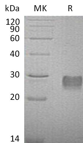 BL-1010NP: Greater than 95% as determined by reducing SDS-PAGE. (QC verified)