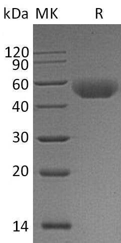 BL-1004NP: Greater than 95% as determined by reducing SDS-PAGE. (QC verified)