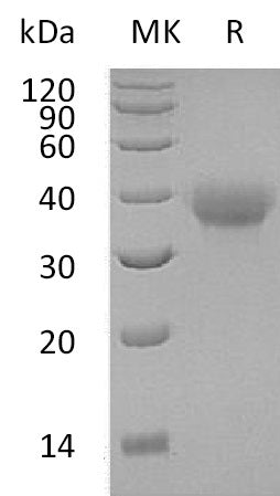 BL-0999NP: Greater than 95% as determined by reducing SDS-PAGE. (QC verified)