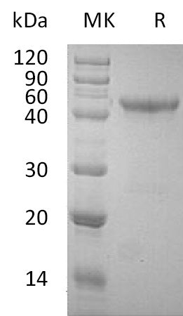 BL-1915NP: Greater than 95% as determined by reducing SDS-PAGE. (QC verified)