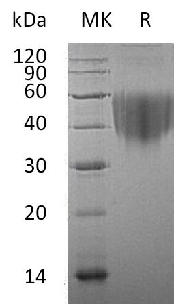 BL-1000NP: Greater than 95% as determined by reducing SDS-PAGE. (QC verified)