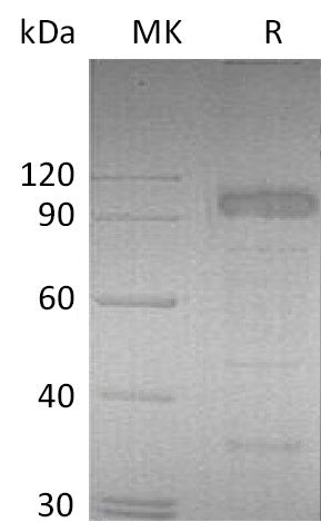 BL-2690NP: Greater than 90% as determined by reducing SDS-PAGE. (QC verified)