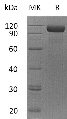 BL-2507NP: Greater than 95% as determined by reducing SDS-PAGE. (QC verified)