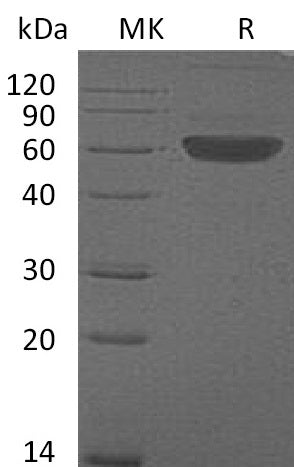 BL-0126NP: Greater than 95% as determined by reducing SDS-PAGE. (QC verified)