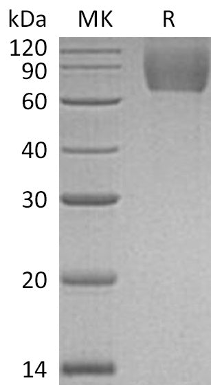 BL-0120NP: Greater than 95% as determined by reducing SDS-PAGE. (QC verified)