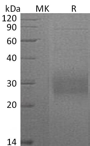 BL-1022NP: Greater than 95% as determined by reducing SDS-PAGE. (QC verified)