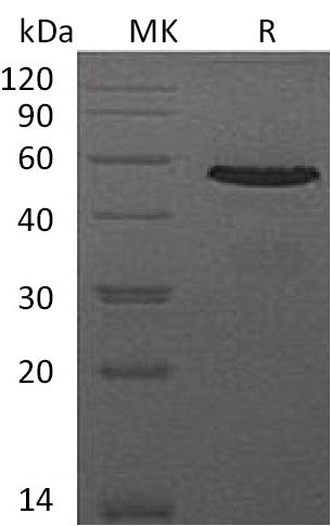 BL-0132NP: Greater than 95% as determined by reducing SDS-PAGE. (QC verified)