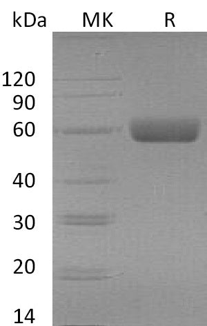 BL-0131NP: Greater than 95% as determined by reducing SDS-PAGE. (QC verified)