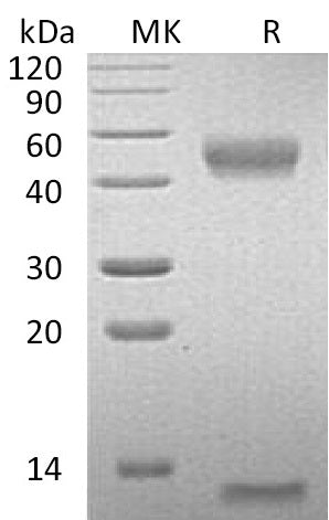 BL-1018NP: Greater than 95% as determined by reducing SDS-PAGE. (QC verified)