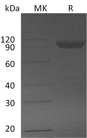 BL-0242NP: Greater than 95% as determined by reducing SDS-PAGE. (QC verified)