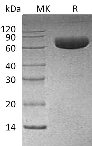 BL-1917NP: Greater than 95% as determined by reducing SDS-PAGE. (QC verified)