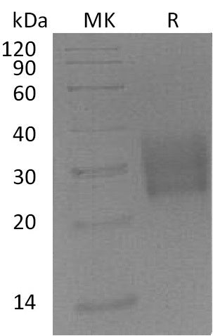 BL-1020NP: Greater than 95% as determined by reducing SDS-PAGE. (QC verified)