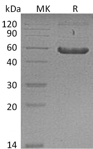 BL-0133NP: Greater than 95% as determined by reducing SDS-PAGE. (QC verified)