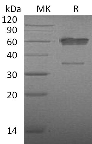 BL-0128NP: Greater than 90% as determined by reducing SDS-PAGE. (QC verified)