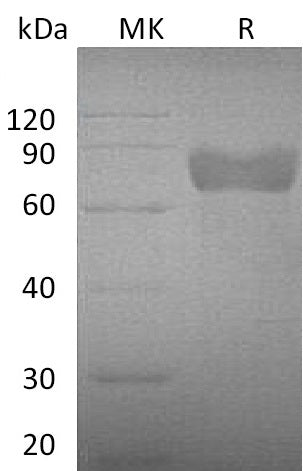 BL-0129NP: Greater than 95% as determined by reducing SDS-PAGE. (QC verified)