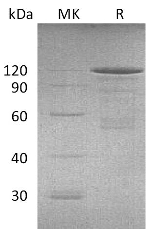 BL-0127NP: Greater than 90% as determined by reducing SDS-PAGE. (QC verified)