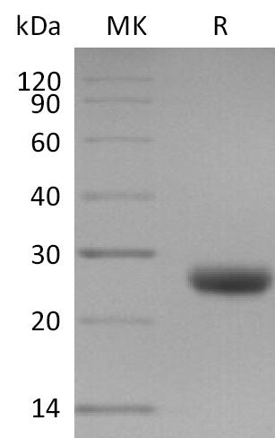 BL-1918NP: Greater than 95% as determined by reducing SDS-PAGE. (QC verified)