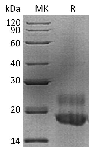 BL-1920NP: Greater than 95% as determined by reducing SDS-PAGE. (QC verified)