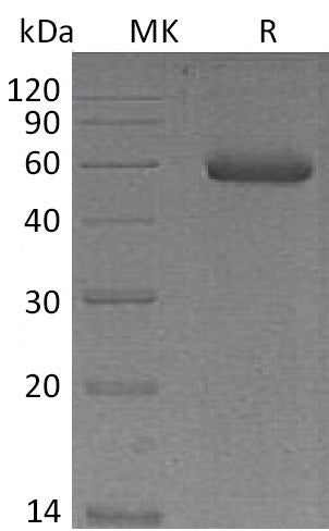 BL-0243NP: Greater than 95% as determined by reducing SDS-PAGE. (QC verified)