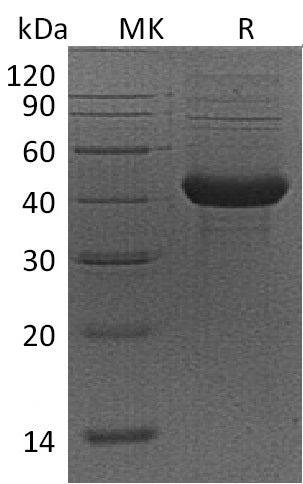 BL-0134NP: Greater than 95% as determined by reducing SDS-PAGE. (QC verified)