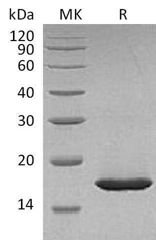 BL-1919NP: Greater than 95% as determined by reducing SDS-PAGE. (QC verified)